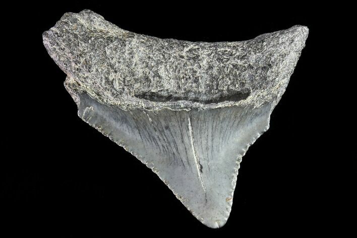 Juvenile Megalodon Tooth - Georgia #83669